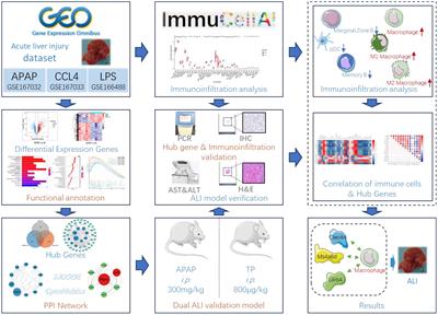 Bioinformatics-led discovery of liver-specific genes and macrophage infiltration in acute liver injury